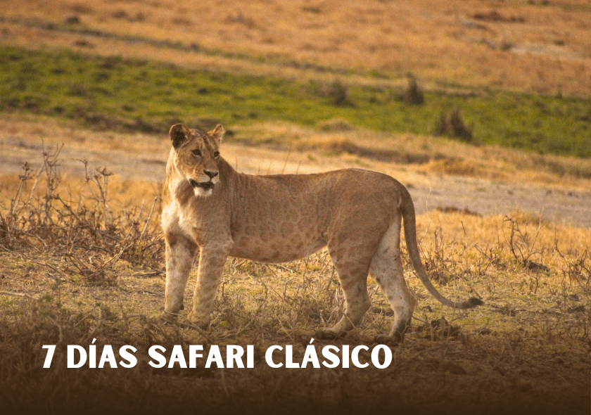 safari clásico de 7 días de para conocer los principales parque serengeti, ngorongoro y tarangire.