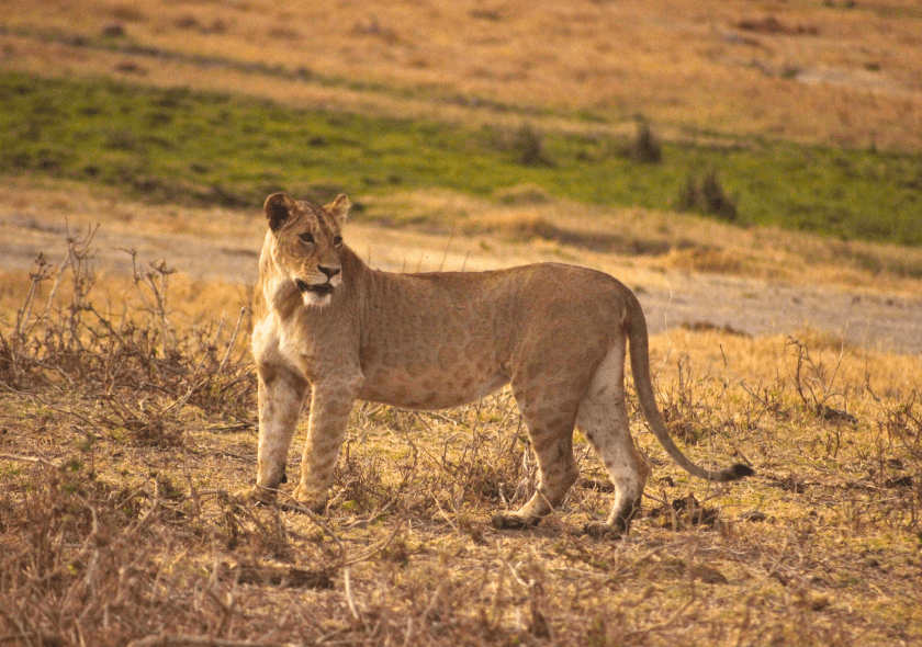 Tanzania