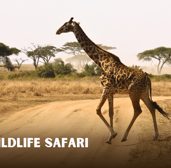 only safari experience for people wants to enjoy each park