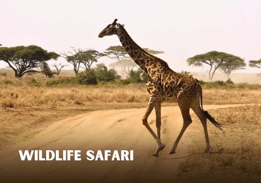 only safari experience for people wants to enjoy each park