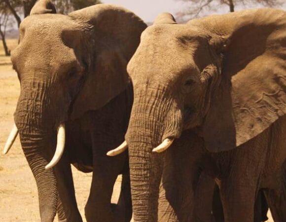 4 Days Group Safari Tanzania