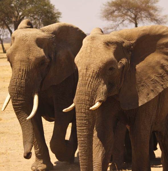 Budget Safari 8 days - safari + culture