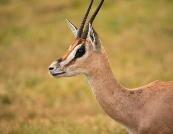 7 Days Safari