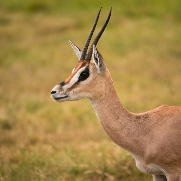 8 Days Safari & Relaxation